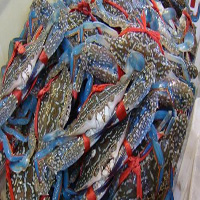 荆门海鲜活体空运
